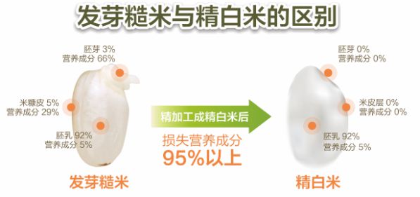 以匠心致创新丨东芝电饭煲匠心创发芽好米 图2