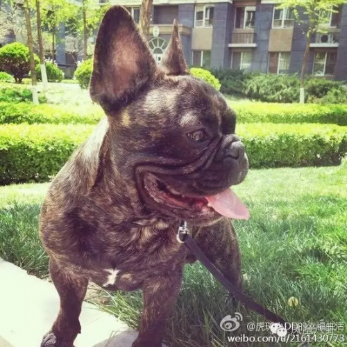 宋喆以自家斗牛犬的名号开了微博，网友据此照片定位到了他生活的小区